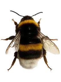 bourdon 2.webp